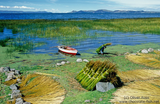 Reed harvest near Puno at the Lake Titikaka