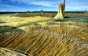 Travel photography:Reed harvest near Puno at the Lake Titikaka, Peru