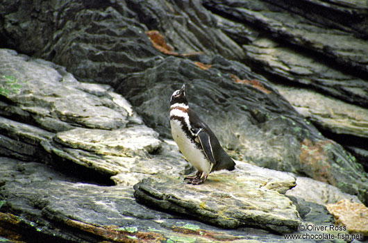 Magellanic Penguin (Spheniscus magellanicus) in the Lisbon Aquarium