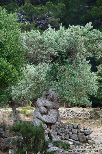 Human embrace sculpted by an olive tree near Son Marroig