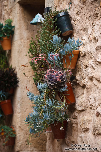 Plants outside a house in Valldemossa village