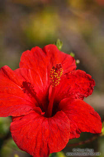 Hibiscus flower in Palma