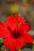 Travel photography:Hibiscus flower in Palma, Spain