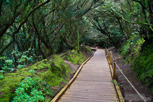 Laurisilva forest in Anaga Rural Park on Tenerife