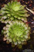 Travel photography:Plants in Anaga Rural Park on Tenerife, Spain