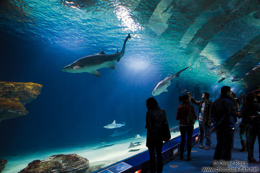 Sharks in the Valencia Aquarium