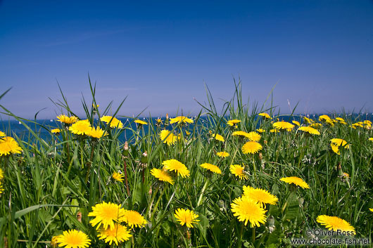 Dandelion flowers on a coastal meadow