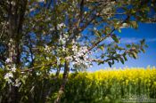 Travel photography:Flowering cherry trees with rape field, Germany