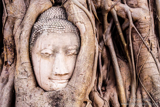 Overgrown Buddha in Ayutthaya