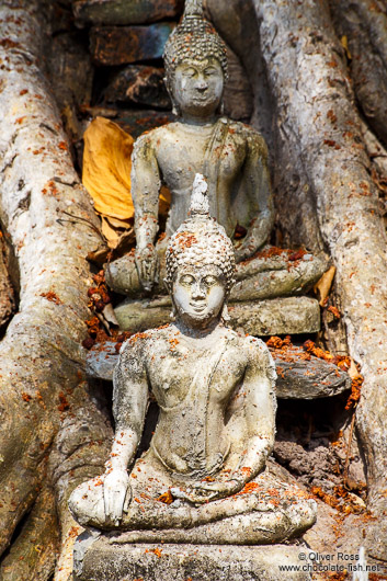 Buddha statues left among tree roots at Sukhothai temple complex