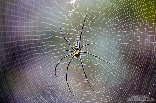 Large spider sitting in its web in Chiang Mai province