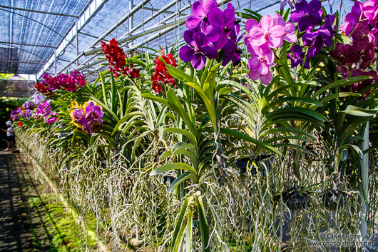 Hundres of flowering orchids a the Mae Rim Orchid Farm