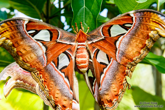 Giant butterfly at the Mae Rim orchid farm