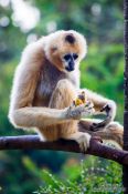 Travel photography:Monkey eating a banana in Chiang Mai Zoo, Thailand