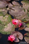 Travel photography:Water lilies at Hanoi´s Temple of Literature, Vietnam