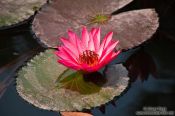 Travel photography:Water lily at Hanoi´s Temple of Literature, Vietnam