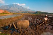 Travel photography:Ploughing a rice field near Sapa with Fansipan mountain in the background, Vietnam