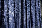 Travel photography:Frozen pine trees, Germany