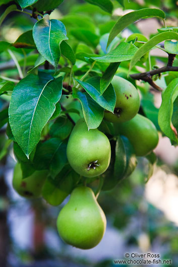 Pears growing on a tree in Bregenz 