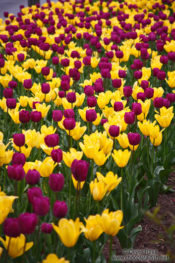 Tulips in Vienna's Stadtpark