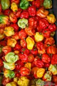 Travel photography:Vienna Naschmarkt peppers , Austria