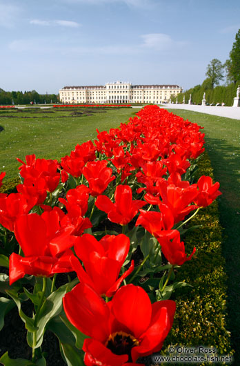 Schönbrunn palace and gardens 