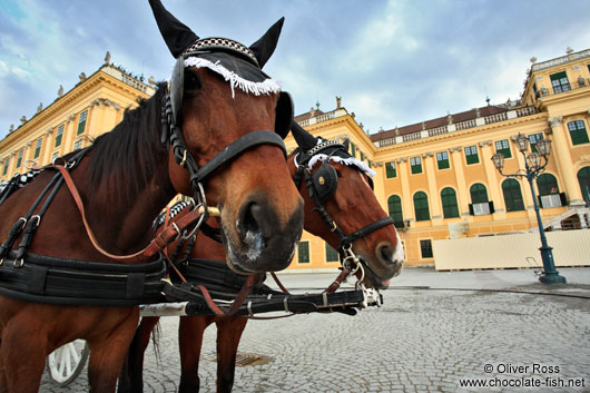 Schönbrunn palace with horses 