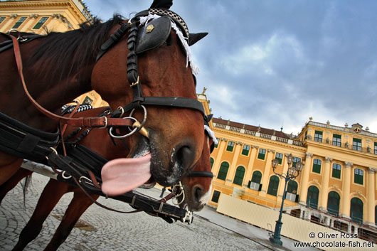 Schönbrunn palace with horse showing tongue 