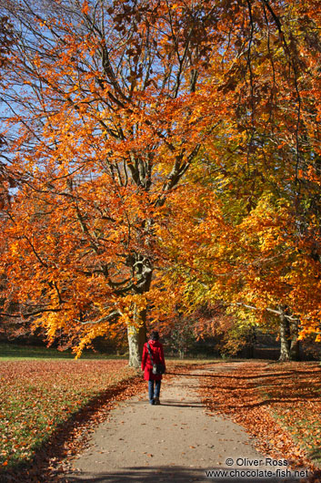 Park in autumn 