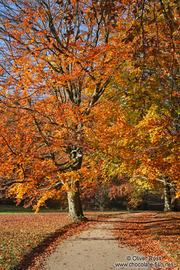 Trees in autumn colour