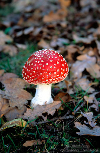 Toadstool (amanita muscaria)