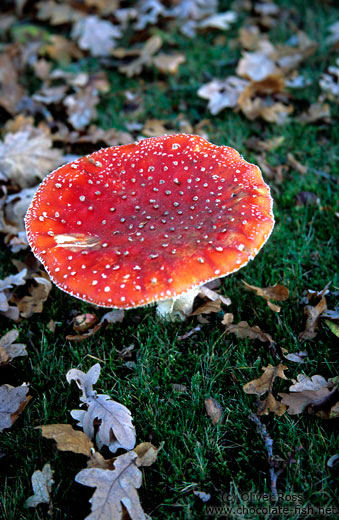 Toadstool (amanita muscaria)