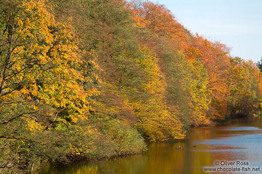 Trees along the Schwentine river near Kiel