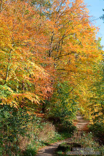 Trees in the Schwentinetal valley near Kiel