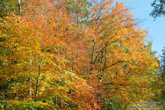 Trees in the Schwentinetal valley near Kiel