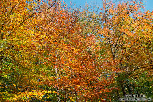 Trees in the Schwentinetal valley near Kiel