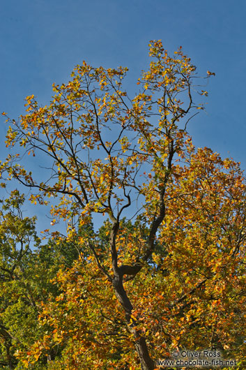 Trees in autumn colour