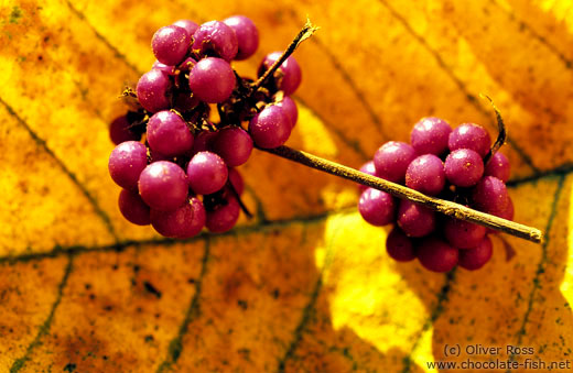 Berries on leaf