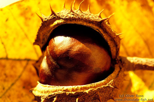 Chestnut on leaf