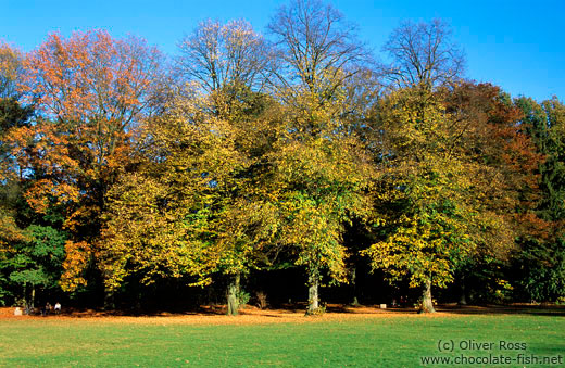 Trees in autumn colour