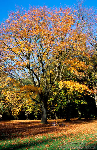 Tree in autumn colour