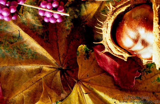 Autumn still life