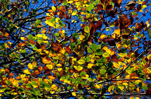 Tree branches with leaves against the sky