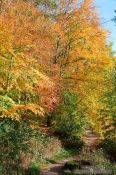 Travel photography:Trees in the Schwentinetal valley near Kiel, Germany