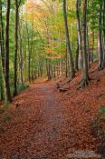 Travel photography:Forest in the Schwentinetal valley near Kiel, Germany