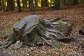 Travel photography:Tree stump in autumn forest, Germany