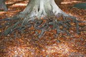 Travel photography:Tree root with fallen leaves, Germany