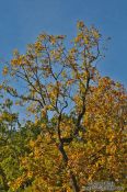 Travel photography:Trees in autumn colour, Germany