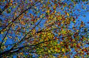 Travel photography:Tree branches in autumn colour against the sky