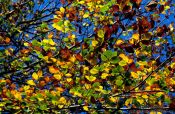 Travel photography:Tree branches with leaves against the sky